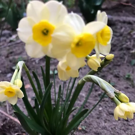 Διαμέρισμα Family - Dachstein View *