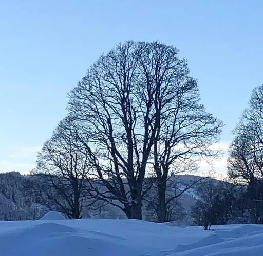 Family - Dachstein View Ramsau am Dachstein