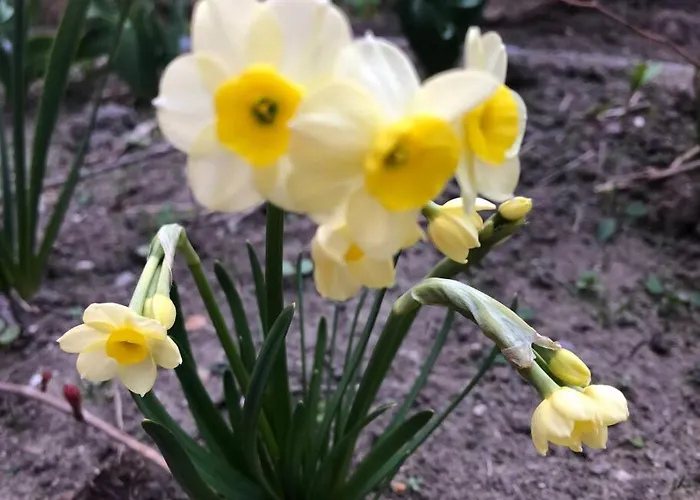 Appartamento Family - Dachstein View *